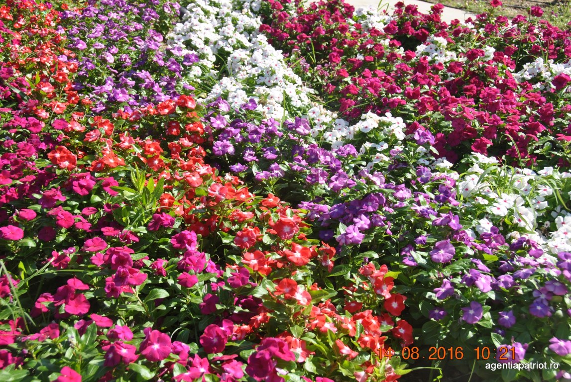 imagini hotel PALM WINGS EPHESUS